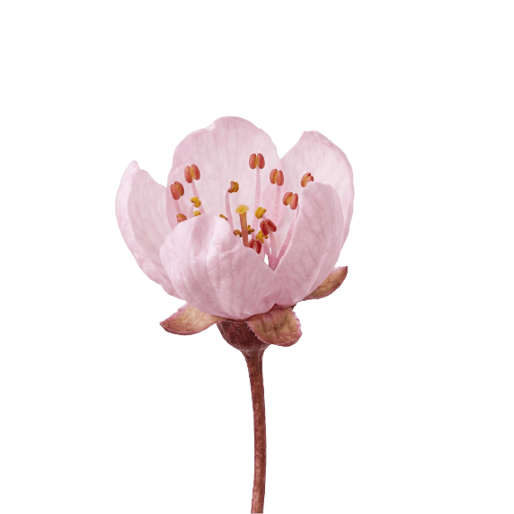 肌の中でぐんぐんつぼみが膨らみます。
