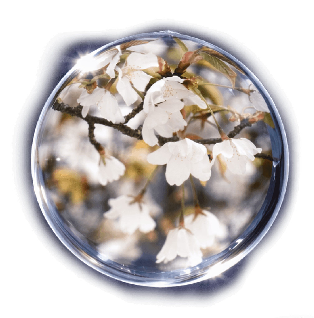 山桜